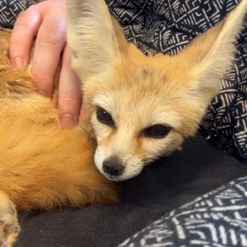 Darby Acres Farm - Fennec Fox - Zoos Near Me - Charlotte, North Carolina