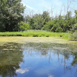 Little Black Creek Park - Murky, marshy pond.