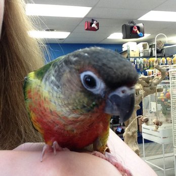 Bird Fever - Bird Shops Near Me - Indianapolis, Indiana