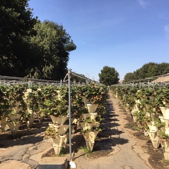 Davis Ranch, LLC - U pick strawberries - Fruits & Veggies Near Me - Sloughhouse, California Davis Ranch, LLC - U pick strawberries - Fruits & Veggies Near Me - Sloughhouse, California