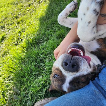 Doglink Training - Post Training cuddles with Rocky Road - Pet Training Near Me Doglink Training - Post Training cuddles with Rocky Road - Pet Training Near Me