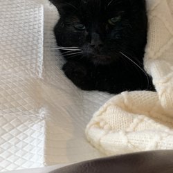 Woodside Animal Hospital