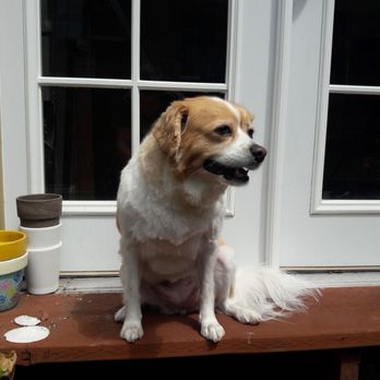 Der Pet Haus - excellent service, happy dog. Thanks Devin - Pet Groomers Near Me - Bellevue, Washington