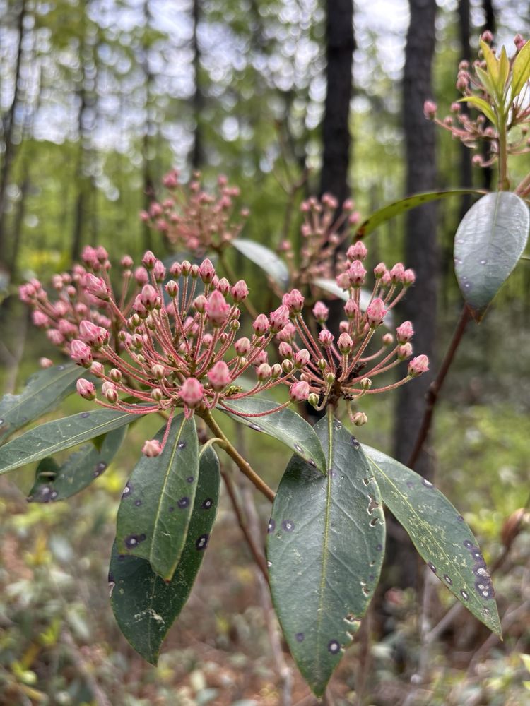 Blueberry Hill Trail Image