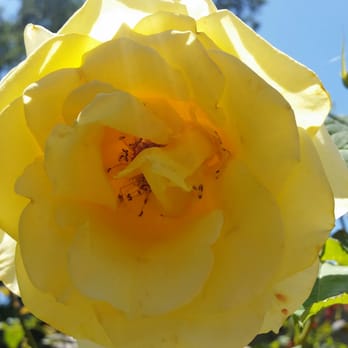 Community Rose Garden - Parks Near Me - Elk Grove, California Community Rose Garden - Parks Near Me - Elk Grove, California