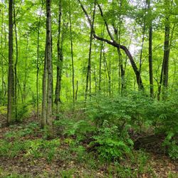 Woods
