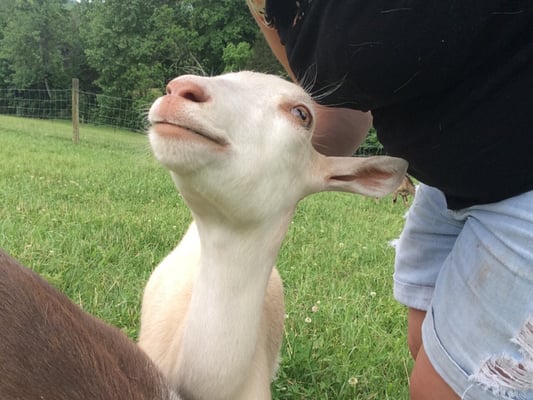 Caromont Farm by null