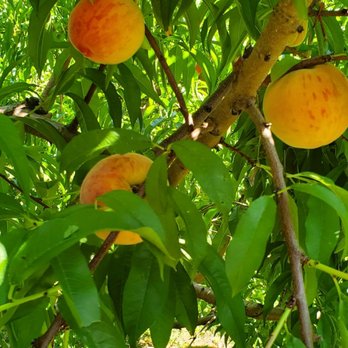 Ochs Orchard - Fruits & Veggies Near Me - Warwick, New York Ochs Orchard - Fruits & Veggies Near Me - Warwick, New York