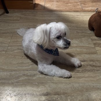 Lina Mobile Pet Grooming - After - Pet Groomers Near Me - Queens, New York Lina Mobile Pet Grooming - After - Pet Groomers Near Me - Queens, New York