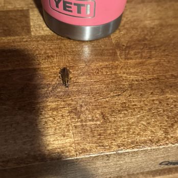 Pine Crest Motel & Cabins - Roaches complained and they sprayed. The next night they were everywhere! Had to leave. - Hotels Near Me - Barton, Vermont