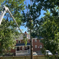 C & J Tree Services - The dead tree towered over my fence and the neighbor's property, but C&J took care that their work left no damage anywhere.