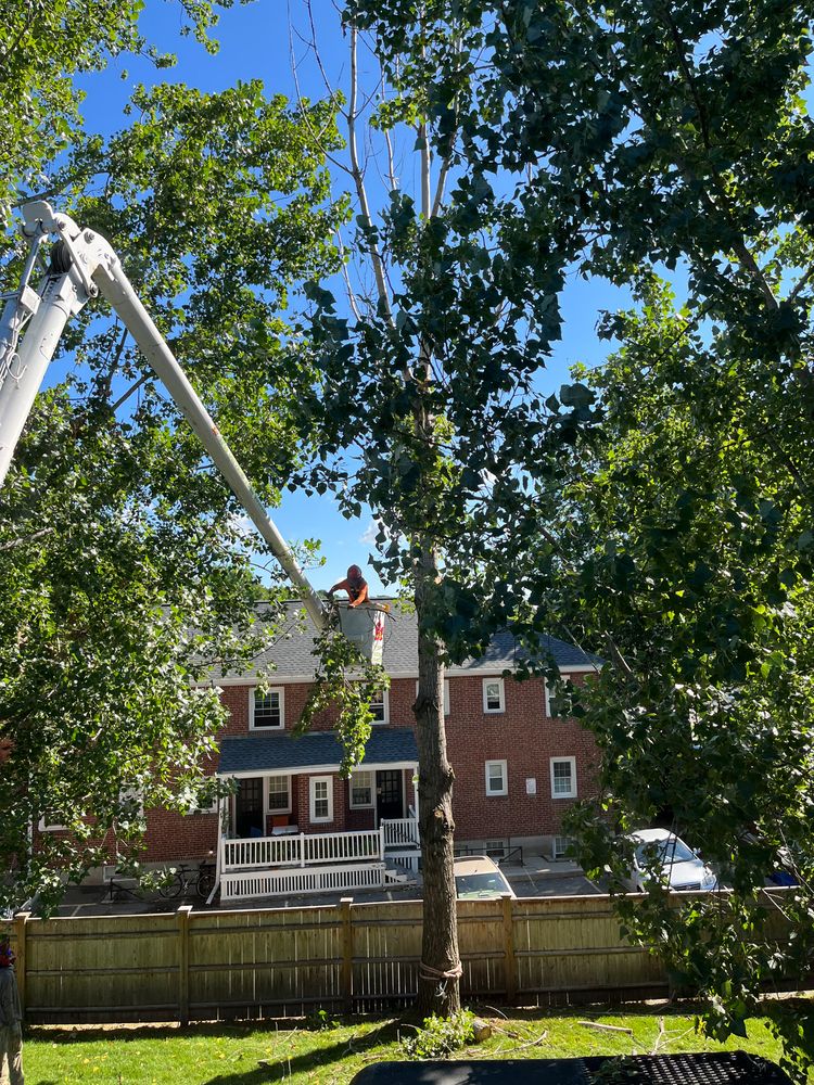 C & J Tree Services - tree service in Beverly, MA