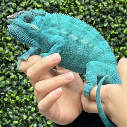 Exotic Pets 701 - Chameleon