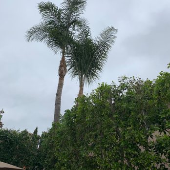 Environmental Green Tree Care - Environmental Green Tree Care is on time, respectful, and Victor is the best tree trimmer I have had! - Tree Services Near Me Environmental Green Tree Care - Environmental Green Tree Care is on time, respectful, and Victor is the best tree trimmer I have had! - Tree Services Near Me