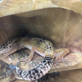 Petco - Pet Stores Near Me - Westminster, California Petco - Pet Stores Near Me - Westminster, California
