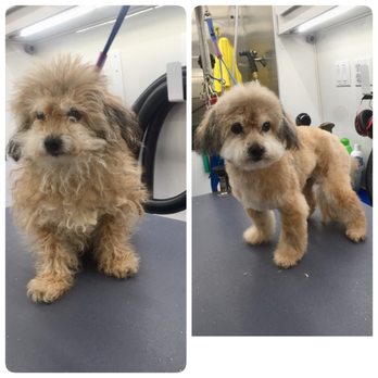 Paws On Wheels - Pet Groomers Near Me Paws On Wheels - Pet Groomers Near Me