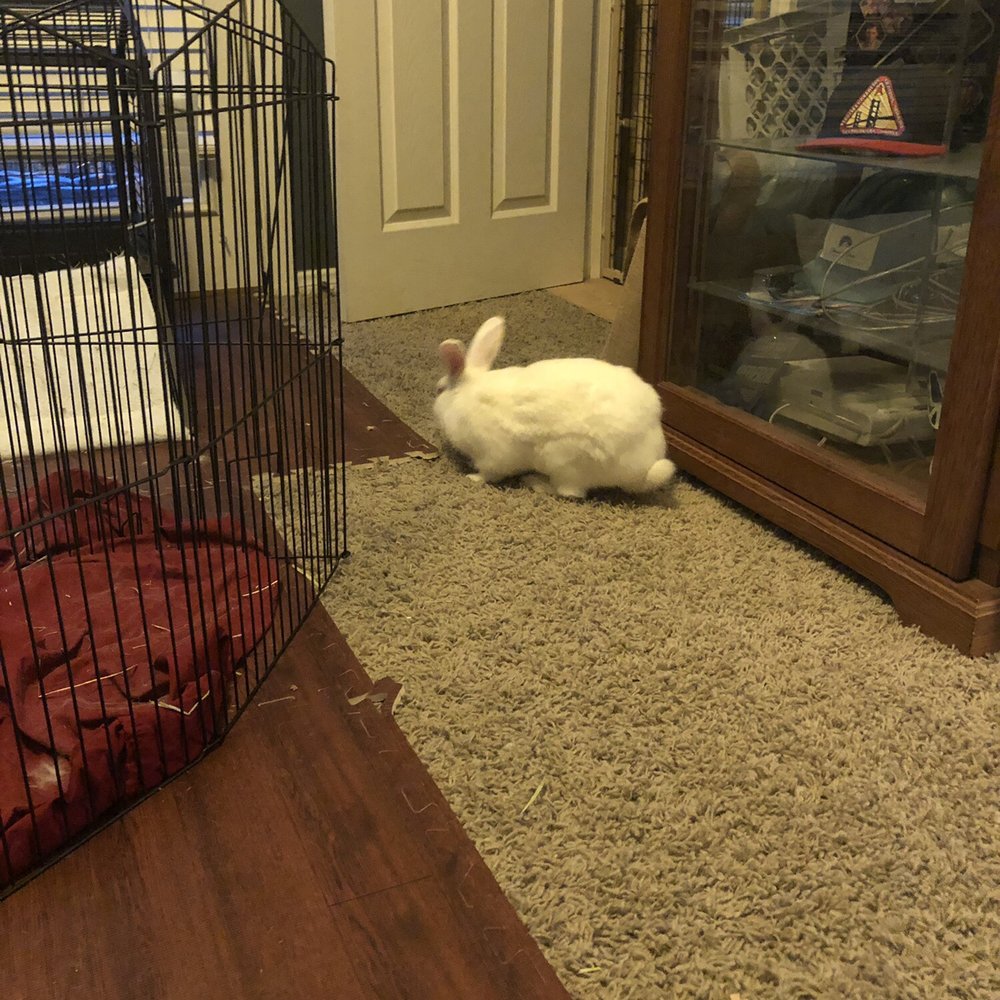 PetSmart - Ziggy the bunny - Pet Groomers Near Me - Henderson, Nevada PetSmart - Ziggy the bunny - Pet Groomers Near Me - Henderson, Nevada