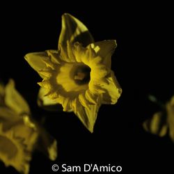 Sam D'Amico Photography Classes - Learn About Light With Sam. 202-531-2344.