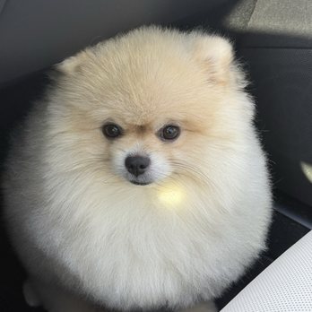 Sydnee's Pet Grooming - Pet Groomers Near Me - Irvine, California Sydnee's Pet Grooming - Pet Groomers Near Me - Irvine, California