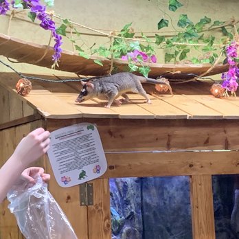 Polly's Pet Shop - Possum - Pet Stores Near Me - Universal City, Texas