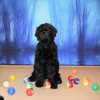 Ez Billiards Pool Table Movers - Even my pup approves of our new EZ Billiards table - Movers Near Me - Beverly Hills, California Ez Billiards Pool Table Movers - Even my pup approves of our new EZ Billiards table - Movers Near Me - Beverly Hills, California