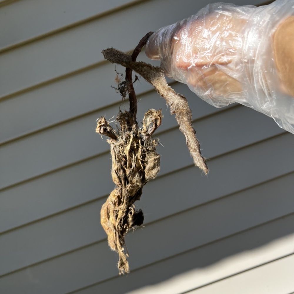 Done Right Pest Solutions - RIP bud! - Pest Control Near Me Done Right Pest Solutions - RIP bud! - Pest Control Near Me