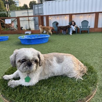 Park-9 Dog Bar - Dog Parks Near Me - Boston, Massachusetts Park-9 Dog Bar - Dog Parks Near Me - Boston, Massachusetts