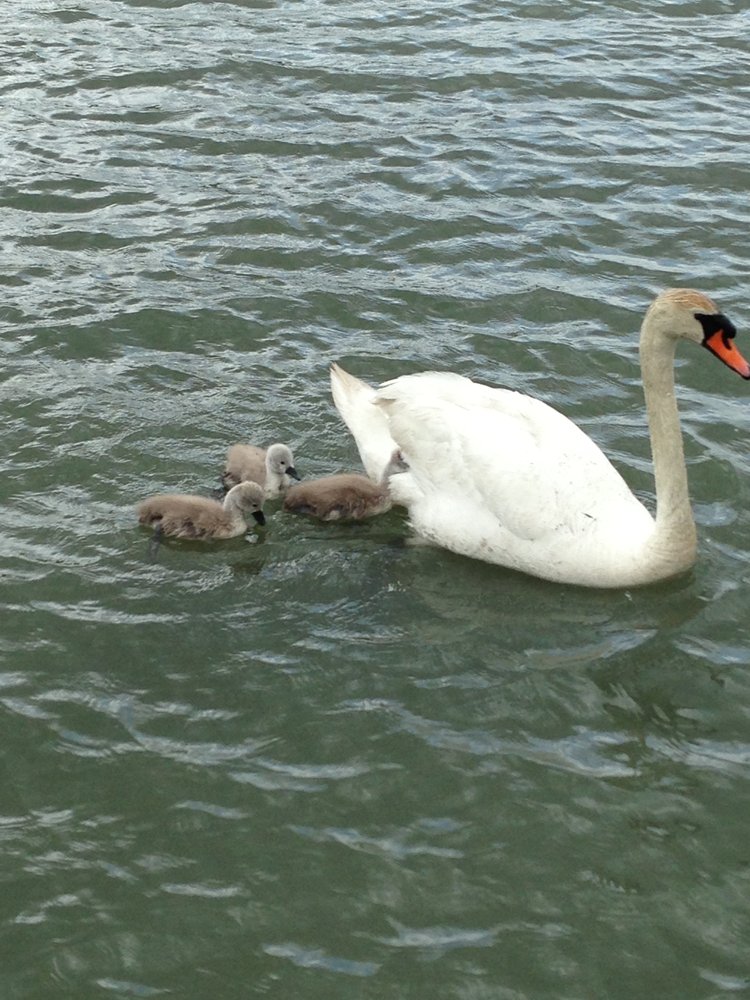 Slide of Swan Roofing