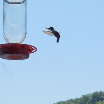 Gaston's White River Resort - Admire nature as you eat. - Resorts Near Me - Lakeview, Arkansas