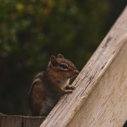 Mellon Park - What a cute little friend on the steps to the garden.  Pretty sure a few of these live in the brick surrounding the garden.