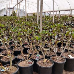 Just one of their many greenhouses where they are growing plumeria! Just one of their many greenhouses where they are growing plumeria!