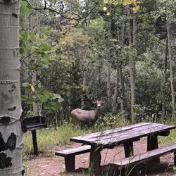 Hell's Hole Trail - Saw this beautiful baby near the picnic tables on the way out.