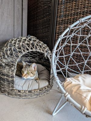 Whiskers & Wine Cat Cafe by null
