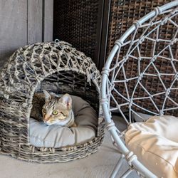 Whiskers & Wine Bar - So many comfy beds for the kitties.