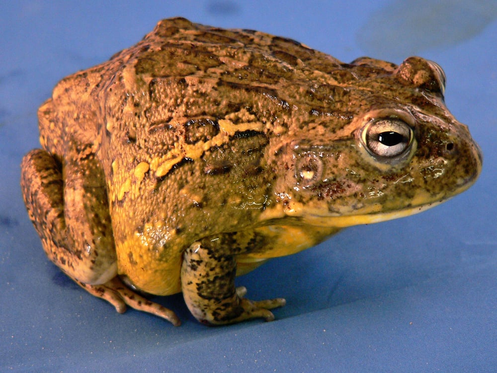 SCALES N TAILS LAKEWOOD Updated August 2024 45 Reviews 2099