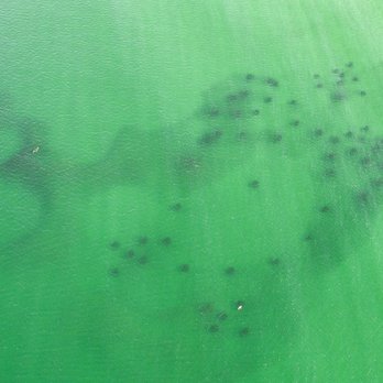 Adventure 30A - The Grayton Beach Sea Turtle Reef! - Paddleboarding Near Me - Santa Rosa Beach, Florida Adventure 30A - The Grayton Beach Sea Turtle Reef! - Paddleboarding Near Me - Santa Rosa Beach, Florida