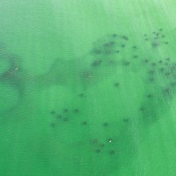 Adventure 30A - The Grayton Beach Sea Turtle Reef!