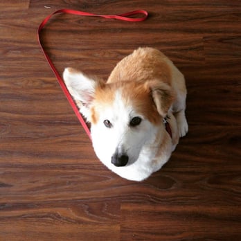 Austin Pet Stylist - Hair trim on my long haired corgi Rusty. You can't see it in the photo, but he also got a nice scarf to go with his haircut :) - Pet Groomers Near Me - Austin, Texas Austin Pet Stylist - Hair trim on my long haired corgi Rusty. You can't see it in the photo, but he also got a nice scarf to go with his haircut :) - Pet Groomers Near Me - Austin, Texas