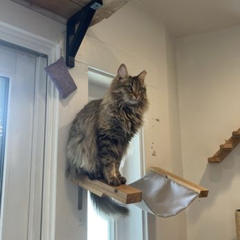 Catty Corner Cafe - Pet Adoption Near Me - Leesburg, Virginia