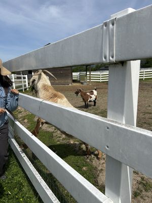 Charlie's Acres Farm Animal Sanctuary by null