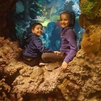 Shedd Aquarium - Aquariums Near Me - Chicago, Illinois Shedd Aquarium - Aquariums Near Me - Chicago, Illinois