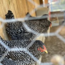 Cover's Apple Ranch - Barred Plymouth Rock