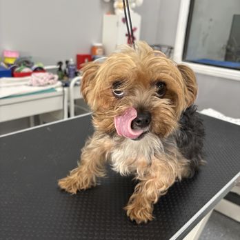 Puppy Pampering Pet Spa - Before yorkie groom - Pet Groomers Near Me - Rancho Cucamonga, California
