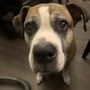 Photo of Kenton County Animal Shelter