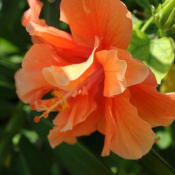 Tween Waters - Hibiscus on property - Resorts Near Me - Captiva, Florida