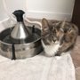 Photo of Blind Cat Rescue & Sanctuary
