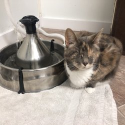 Blind Cat Rescue & Sanctuary