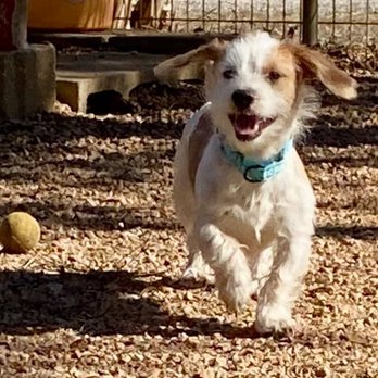 Bulverde Area Humane Society - Animal Shelters Near Me - Bulverde, Texas