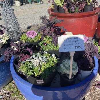Big Bloomers Flower Farm - Nurseries & Gardening Near Me - Sanford, North Carolina Big Bloomers Flower Farm - Nurseries & Gardening Near Me - Sanford, North Carolina