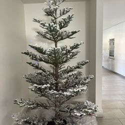 Santa’s Garden - "Natural" Noble Fir